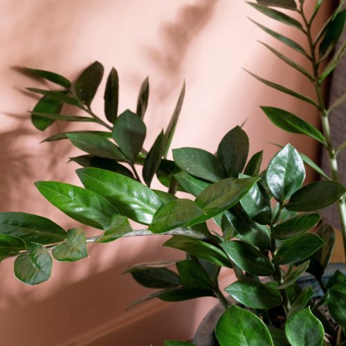 Céline Vigné - décoratrice d'intérieur